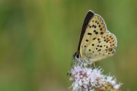 Lycaena tityrus