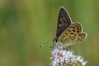 Lycaena tityrus
