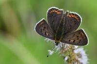 Lycaena tityrus