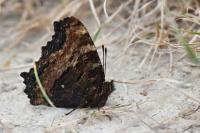 Nymphalis polychloros