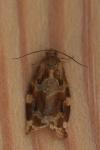 Archips xylosteana