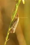 Chrysocrambus linetella