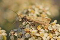 Homoeosoma sinuella