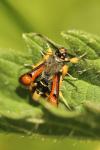 Pyropteron chrysidiforme