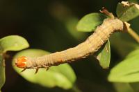 Minucia lunaris
