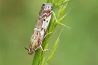 Delplanqueia dilutella/inscriptella