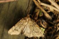 Aglossa pinguinalis