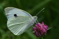 Pieris brassicae