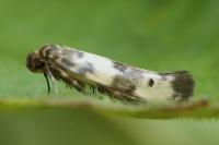 Enolmis acanthella