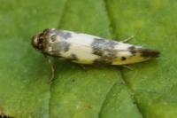 Enolmis acanthella