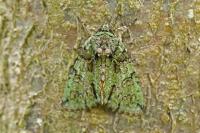 Polyphaenis sericata