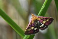Pyrausta purpuralis