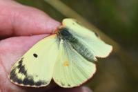 Colias hyale