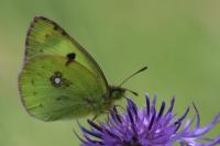 Colias hyale