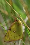Colias hyale