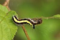 Acronicta psi