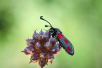 Zygaena sarpedon