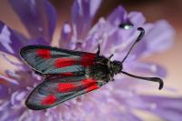 Zygaena sarpedon