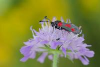 Zygaena sarpedon