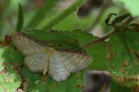 Idaea fuscovenosa