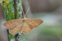 Idaea ochrata