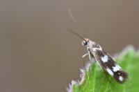 Scythris scopolella