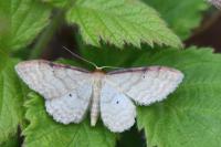 Idaea fuscovenosa
