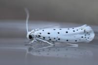 Yponomeuta