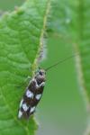Scythris scopolella
