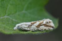 Thiodia citrana