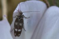 Scythris scopolella