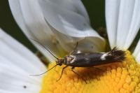 Scythris scopolella