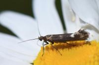Scythris scopolella