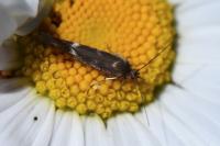Scythris scopolella