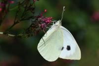 Pieris brassicae