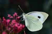 Pieris brassicae