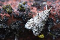 Eudonia lacustrata