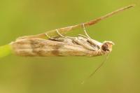Homoeosoma sinuella