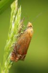 Lathronympha strigana