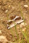Dysgonia algira