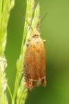Lathronympha strigana