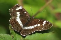 Limenitis camilla