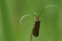 Nemophora metallica