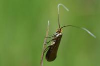 Nemophora metallica