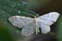 Idaea fuscovenosa