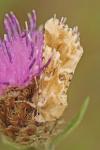 Eremobia ochroleuca