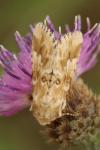 Eremobia ochroleuca