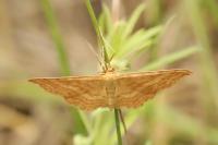 Idaea ochrata