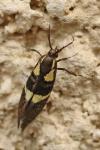 Dasycera oliviella