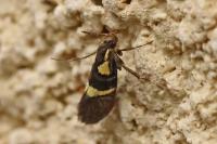 Dasycera oliviella